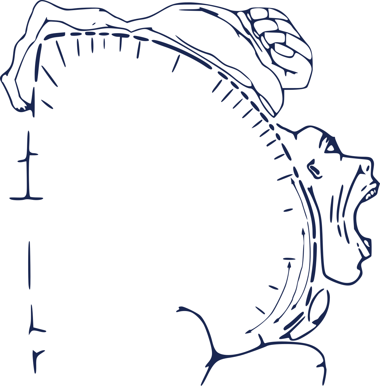 Homúnculo motor: o mapa do corpo desenhado sobre o córtex cerebral
